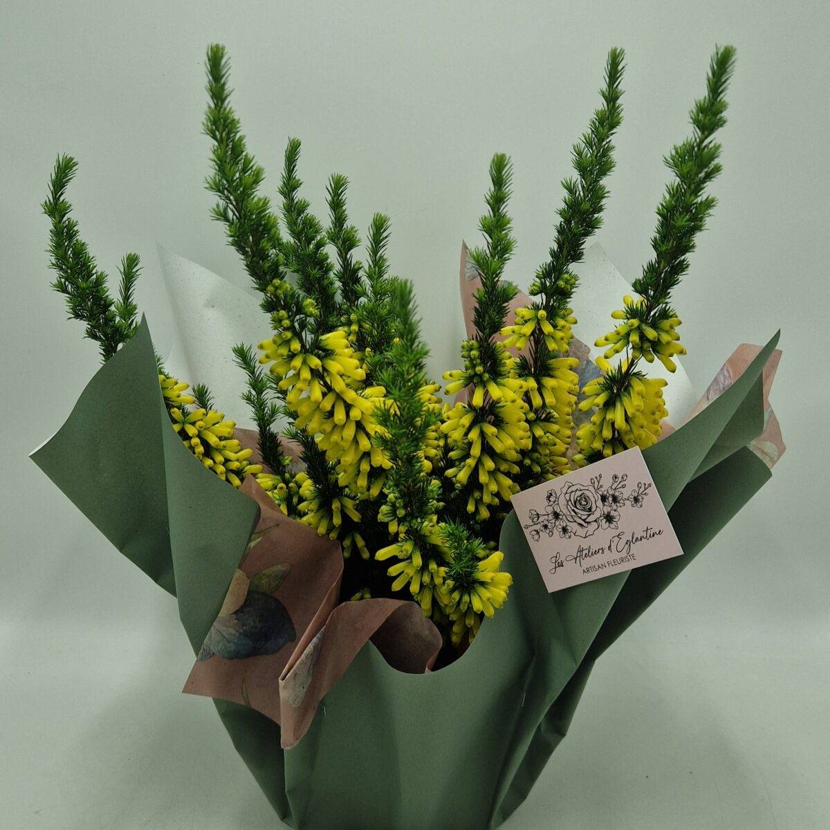 Bruyère de printemps (2)